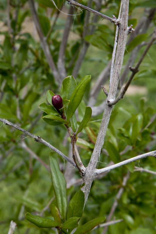 Branches, Leaves, and a Flower Bud of a Pomegranate Tree