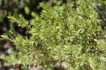 Branches of a Bay-Cedar