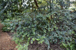 Branches of a Chilean Myrtle