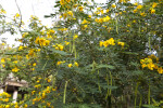 Branches of a Downy Senna