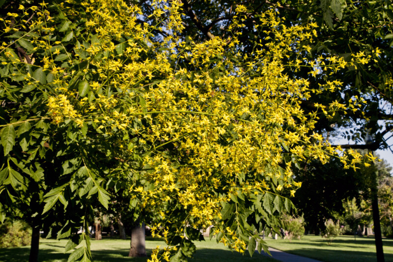 Branches of a Goldenrain Tree with Numerous Yellow Flowers