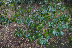 Branches of a Higo Red Camellia