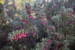 Branches of a Lavender Grevillea