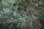 Branches of a Lemon Bottle Brush