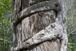 Branches of a Strangler Fig
