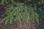 Branches of an Eastern Hemlock Tree