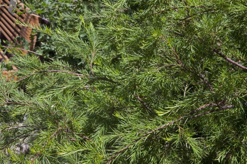 Branches of an Evergreen Tree
