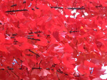 Branches of Bright Red Autumn Leaves