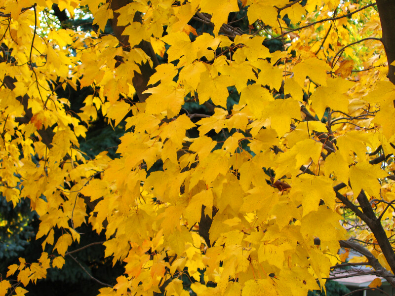 Branches of Bright Yellow Leaves