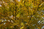 Branches of Copper Beech