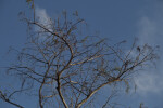 Branches of Dwarf Bald Cypress Pictured Against Blue Sky