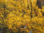 Branches of Golden Leaves