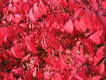 Branches of Red Autumn Leaves