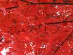 Branches of Red Leaves