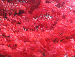 Branches of Red Leaves