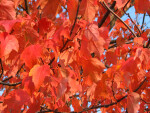 Branches of Red-Orange Leaves