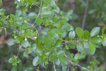 Branches with Glossy Green Leaves and Tiny Flowers and Berries