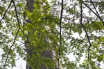 Branches with Green Leaves of a Bald Cypress Tree