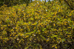 Branches with Yellow and Green Leaves