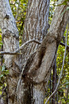 Branching Tree Trunk West Indian Mahogany (Swietenia mahagoni)