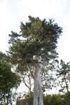 Branching Trees Behind Coniferous Tree