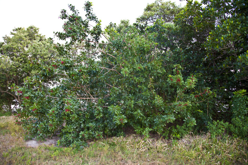 Brazilian Pepper-Tree at the Florida Campgrounds of Everglades National Park