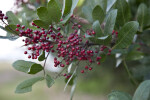 Brazilian Pepper-Tree Berries and Leaves