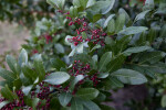 Brazilian Pepper-Tree Leaves and Berries