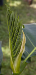 Breadfruit Stalk