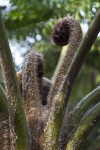 "Brentwood" Australian Tree Fern Close-Up