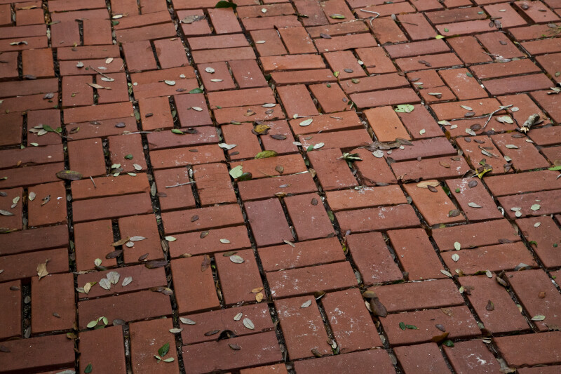 Brick Sidewalk Sparsely Covered by Fallen Leaves and Branches