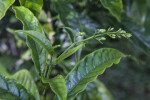 Bridal Veil Clerodendrum