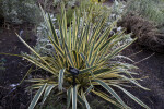 "Bright Edge" Adam's Needle Yucca