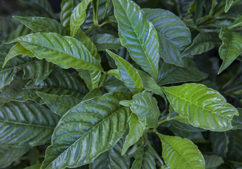 Bright-Green, Glossy Wild Coffee Leaves