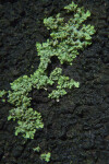 Bright Green Lichens on Darkly Colored Bark of a Tree