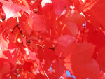 Bright Red Autumn Leaves