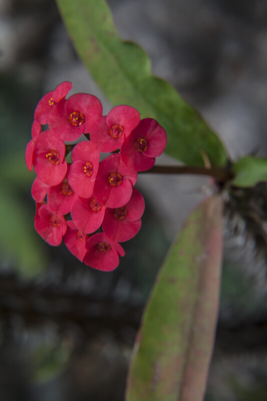 Bright Red Flowers of a Christ Plant