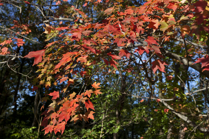 Bright Red Leaves on Branches of a Maple Tree