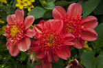 "Brio" Hybrid Dahlia Flowers