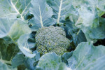 Broccoli Plant