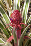 Bromeliad with a Pink Inflorescence and Ridged Leaves