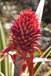 Bromeliad with a Pink Inflorescence at the Fruit and Spice Park