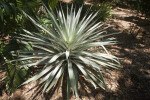 Bromeliad With White-Green Leaves