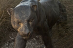 Bronze Florida Panther Statue at the Big Cypress National Preserve