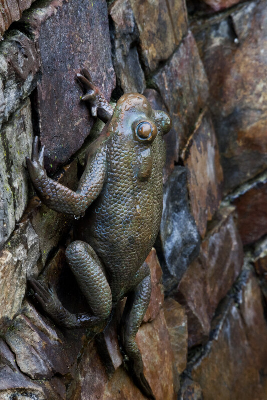 Bronze Frog from Side