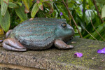 Bronze Frog Statue