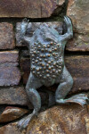 Bronze Frog with Eggs on Back