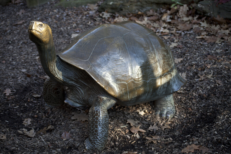 Bronze Galapagos Tortoise