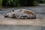 Bronze Hippo