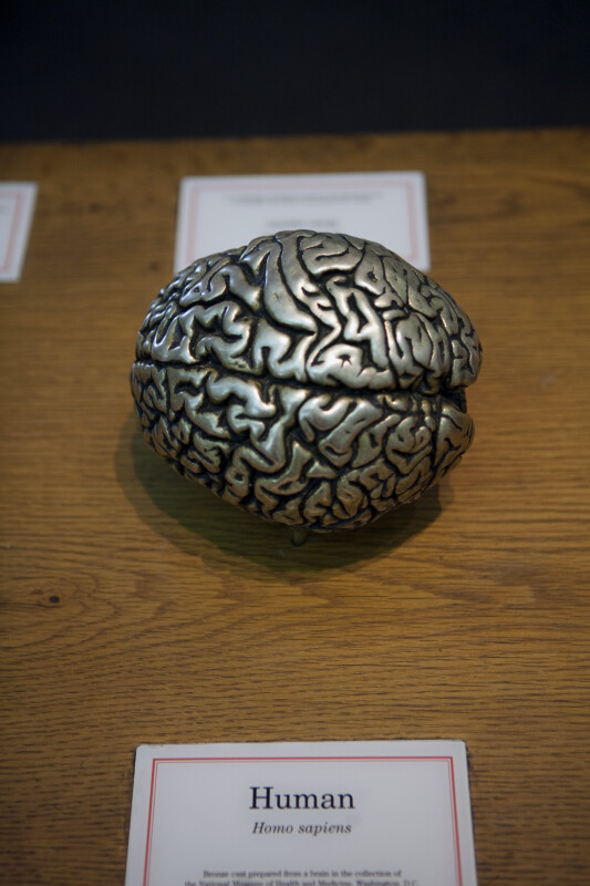 Bronze Human Brain